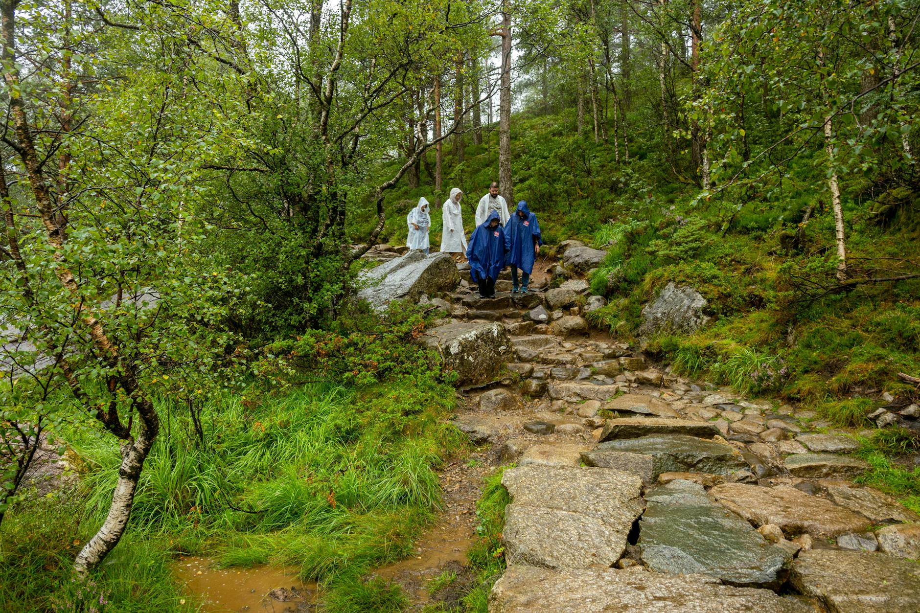 Turyści w pelerynach przeciwdeszczowych na leśnym szlaku w Norwegii